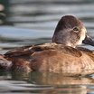 Ring-necked Duck